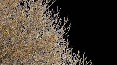 Willow tree branch alpha channel isolation Stock Footage 127463109