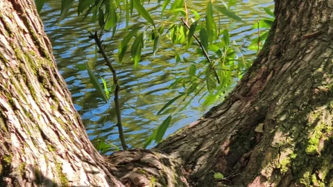 Willow tree branch and trunk framing pond water Stockbeeldmateriaal 347122987