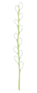 Willow tree branch with catkins hand drawn illustration Stock Illustration