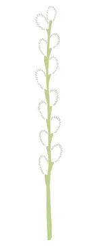 Willow tree branch with catkins hand drawn illustration Stock Illustration