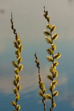 Willow tree branch Foto stock