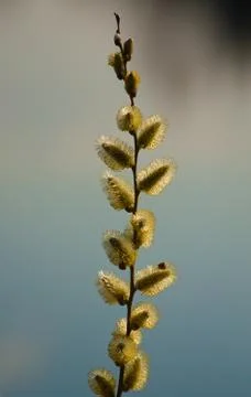 Willow tree branch Stock Photos