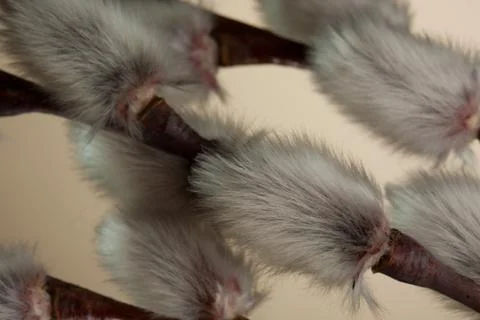 Willow tree branch Stock Photos