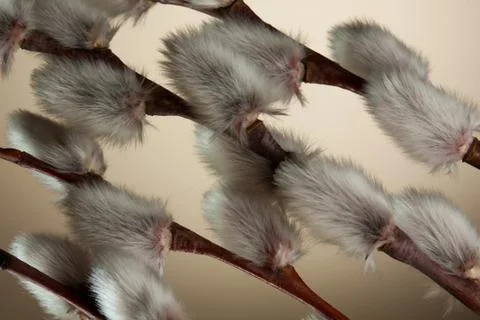 Willow tree branch Stock Photos