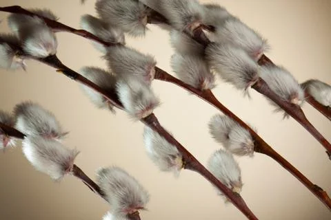 Willow tree branch Stock Photos