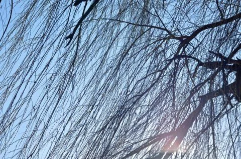 Willow tree branch in the spring Stock Photos