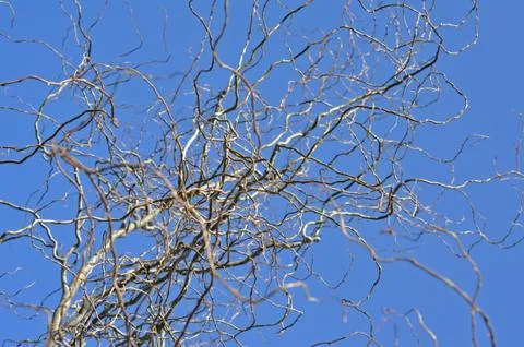 Willow tree branch in the spring Stock Photos