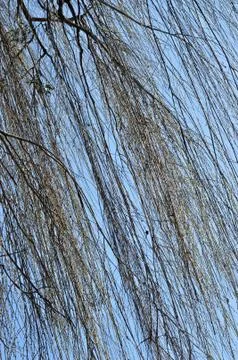 Willow tree branch in the spring Stock Photos