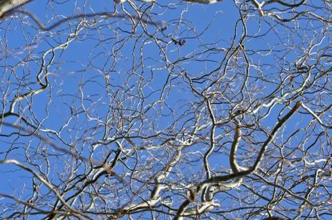 Willow tree branch in the spring Stock Photos