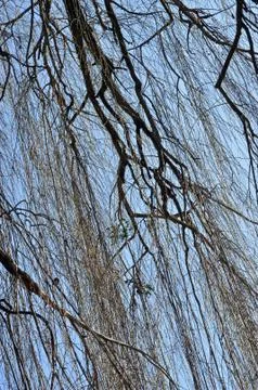 Willow tree branch in the spring Stock-Fotos