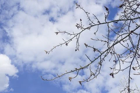 Willow tree branches against blue sky with white clouds in spring Stock Photos