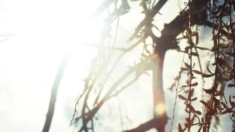 Willow tree branches and leaves swaying by the wind Stock Footage 277034286