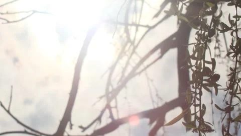 Willow Tree Branches And Leaves Swaying By The Wind, Sunbeams Stock Footage 277034302