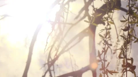 Willow Tree Branches And Leaves Swaying By The Wind, Sunbeams Stock Footage 277034313