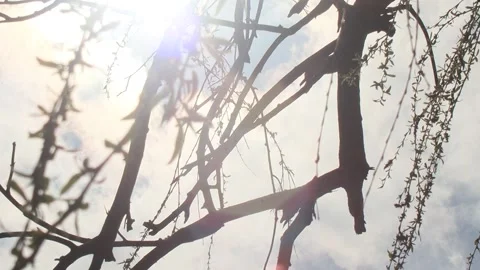 Willow Tree Branches And Leaves Swaying By The Wind, Sunbeams Stock Footage 277034320