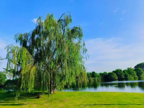 A willow tree with branches and leaves hanging down stands majestically on .. 스톡 사진