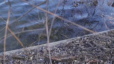 Willow Tree Branches and Water with Waves Stock Footage 233888275