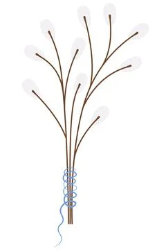 Willow. Tree branches are tied with blue thread. Bouquet of fluffy plants. Stock Illustration