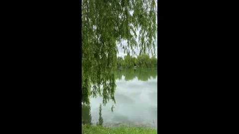 Willow tree branches on the background of a city lake in the wind Stock Footage 276542070