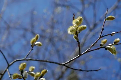 Willow tree branches budding in early spring Stock Photos