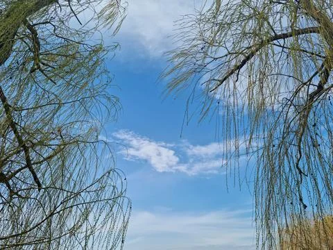 Willow tree branches with budding green leaves framing a blue sky Stock Photos