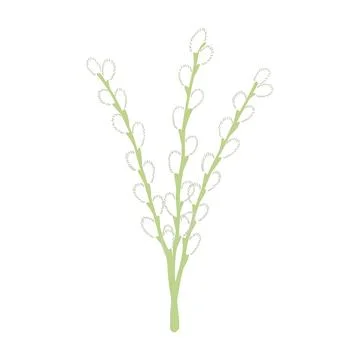 Willow tree branches with catkins hand drawn illustration Stock Illustration
