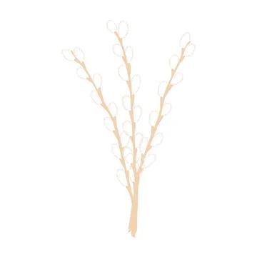 Willow tree branches with catkins hand drawn illustration Stock Illustration