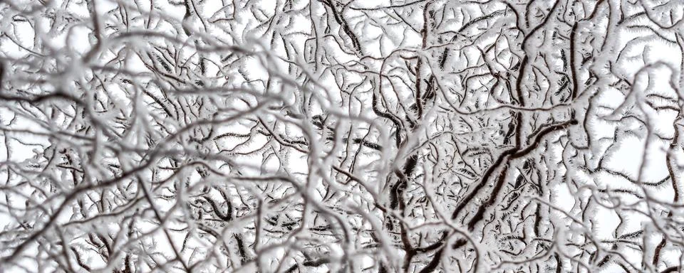 Willow tree branches covered with ice Stock Photos