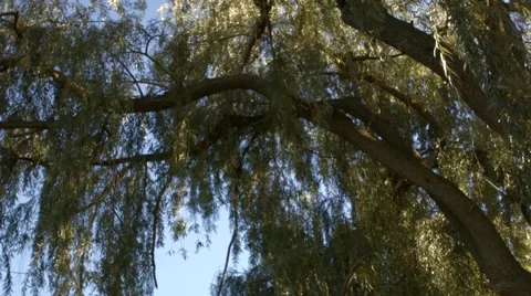 Willow Tree Branches Stock Footage 46227627