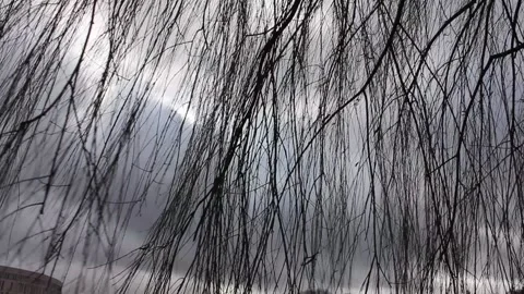 Willow tree branches with gray sky background Stock Footage 124008572