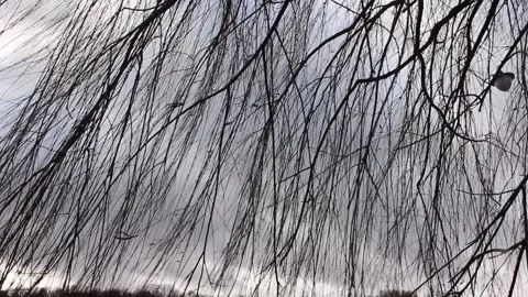Willow tree branches with gray sky background Stock Footage 124008577