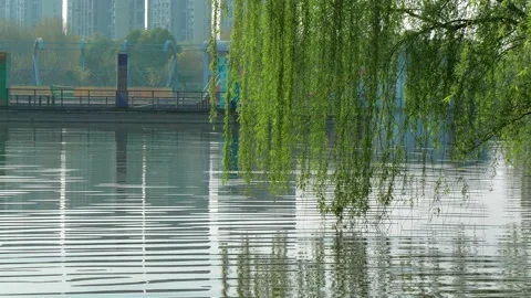 Willow tree branches with green leaves in front of a lake with reflections and Stock Footage 151728507