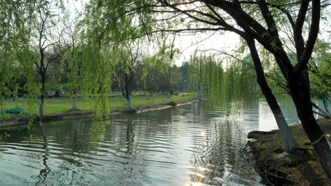 Willow tree branches with green leaves in front of a pond with reflections and Stock-Footage 151728834