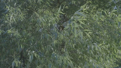 Willow tree branches with green leaves shaken by wind Stock Footage 262138669