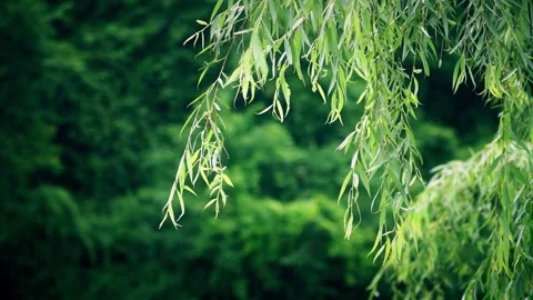 Willow tree branches with green leaves gently swaying in a soft summer breeze Stock Footage 342333713