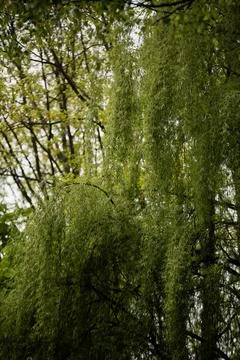 Willow tree branches hang down from the leaves during a cloudy day in a par.. 스톡 사진