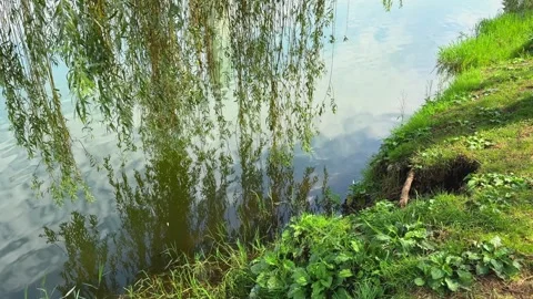 Willow Tree Branches Hanging Over Lake Water Near Grassy Bank Stock Footage 344704897