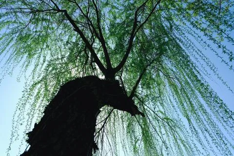 Willow tree branches hanging in spring sky Stock Photos