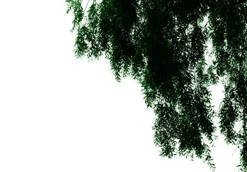 Willow tree branches isolated Stock Photos