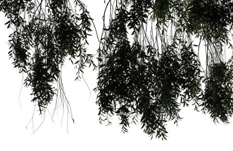 Willow tree branches isolated Stock Photos