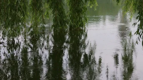 Willow tree branches in lake water during the rain Video stock 77101410
