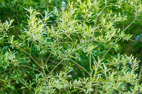 Willow Tree Branches with Leaves Stock Photos