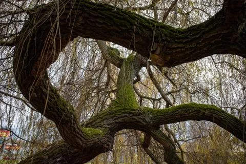 Willow tree branches Stock Photos