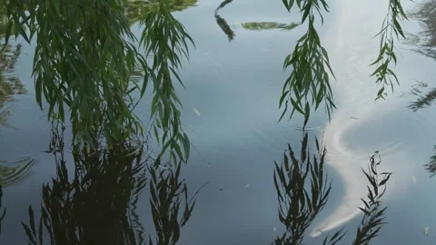 Willow tree branches reflecting in rippling water Stock Footage 346171406