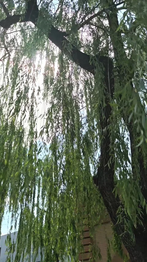 Willow tree branches sway gently under sunlight, showcasing lush green leaves Stock Footage 343407963