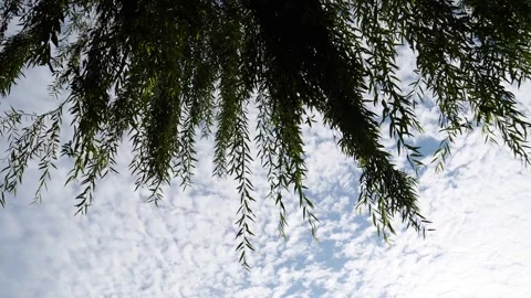 Willow Tree Branches Swaying Against A Patterned Blue Sky With White Clouds Stock Footage 342029021