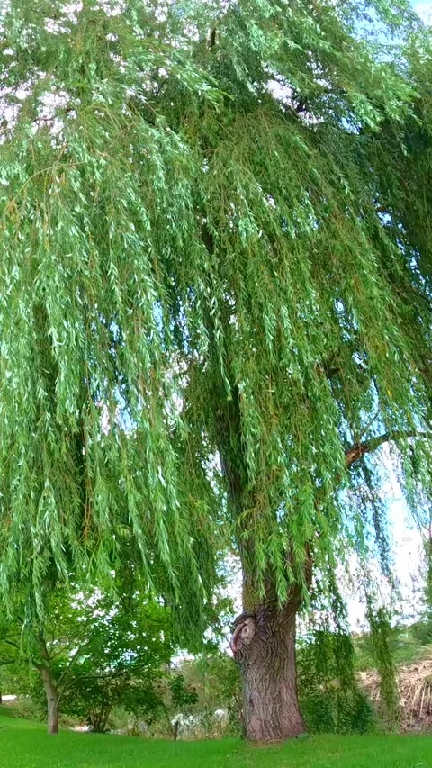 Willow tree branches swaying gently in summer breeze Video stock 318227138
