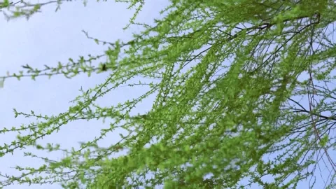 Willow Tree Branches Swaying Gently in a Natural Outdoor Breeze Stock Footage 341872547