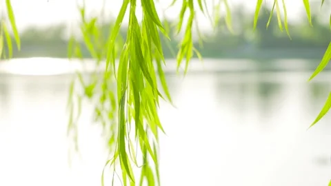 Willow tree branches swaying gently in the breeze over a calm lake in spring 動画素材 342000663