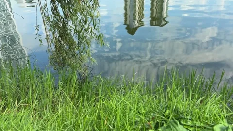 Willow Tree Branches Swaying Over Lake Water With City Reflection Stock Footage 344717633